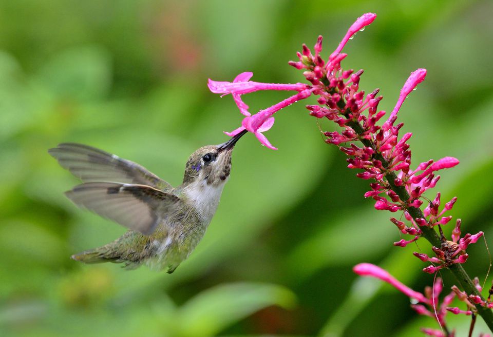 Attracting hummingbirds to your home garden with flowers