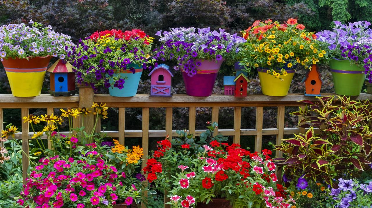 Plants colorful garden most flowers Home garden plants